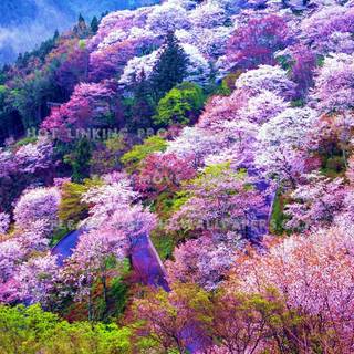 Asian spring wallpaper