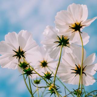 Plant spring wallpaper