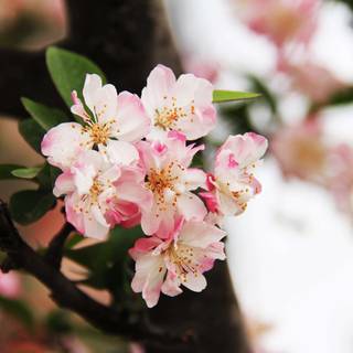 Asian spring wallpaper