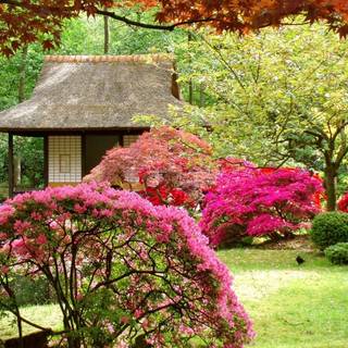 Asian spring wallpaper