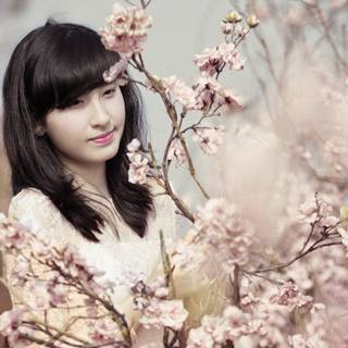 Asian spring wallpaper