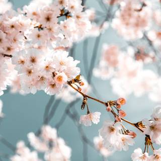 Plant spring wallpaper