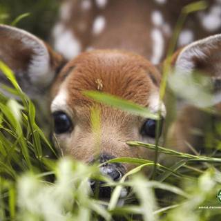 Spring animals aesthetic wallpaper