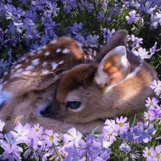 Spring animals aesthetic wallpaper