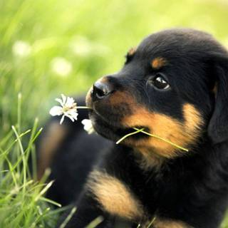 Spring animals aesthetic wallpaper