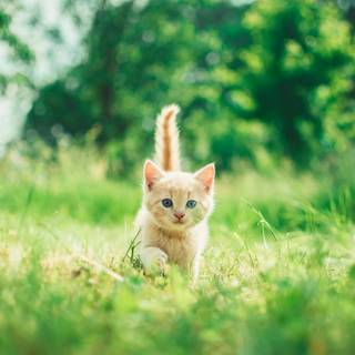 Spring animals aesthetic wallpaper