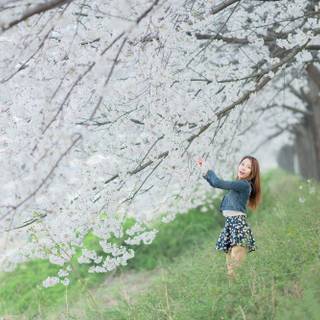 Asian spring wallpaper