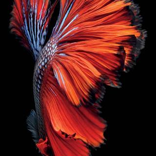 iPhone 7 default wallpaper