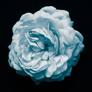 Laptop oled wallpaper