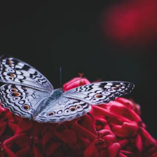 Butterfly painting wallpaper