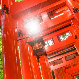 Fushimi Inari iPhone wallpaper