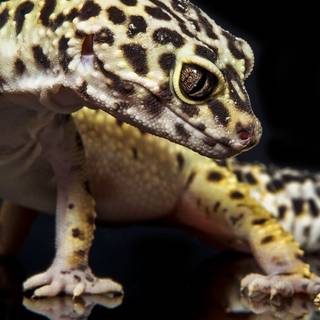 All colors of leopard geckos wallpaper