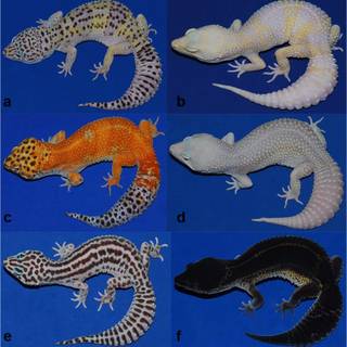 All colors of leopard geckos wallpaper