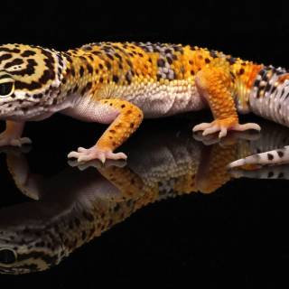 All colors of leopard geckos wallpaper