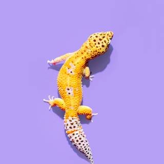 All colors of leopard geckos wallpaper