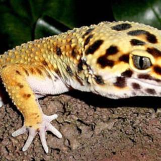 All colors of leopard geckos wallpaper