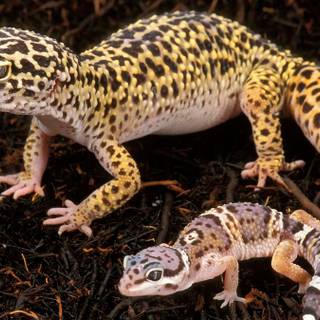 All colors of leopard geckos wallpaper