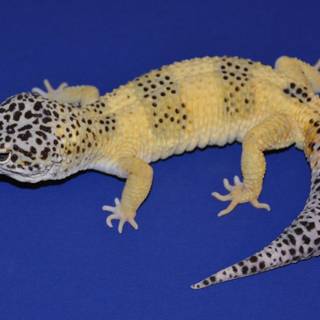 All colors of leopard geckos wallpaper