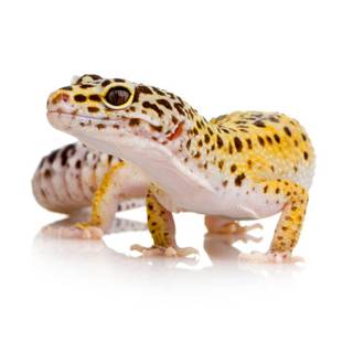 All colors of leopard geckos wallpaper