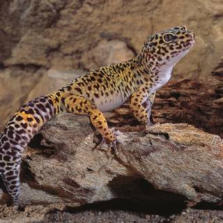All colors of leopard geckos wallpaper