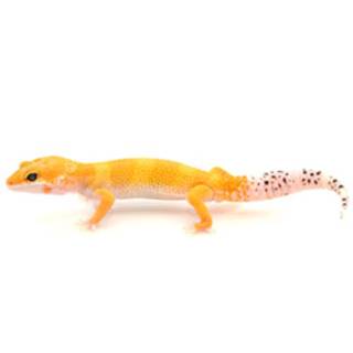 All colors of leopard geckos wallpaper