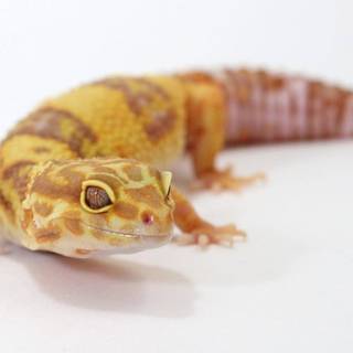 All colors of leopard geckos wallpaper