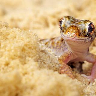 All colors of leopard geckos wallpaper