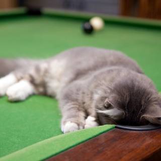 Pool rooms wallpaper