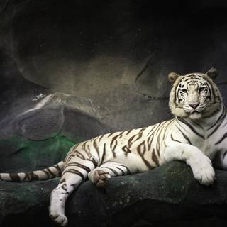 White Bengal tigers wallpaper