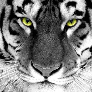 White Bengal tigers wallpaper