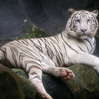 White Bengal tigers wallpaper