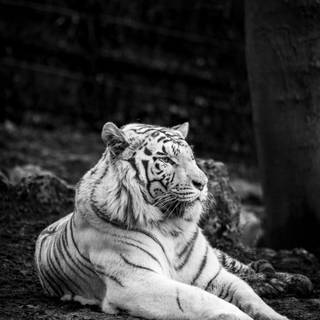 White Bengal tigers wallpaper