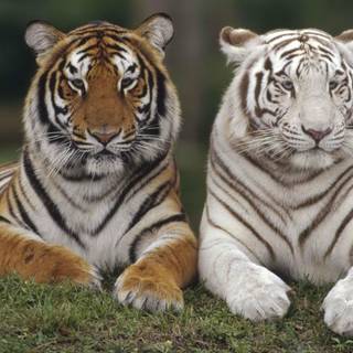 White Bengal tigers wallpaper