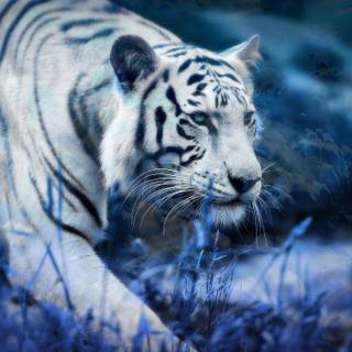White Bengal tigers wallpaper