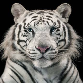 White Bengal tigers wallpaper