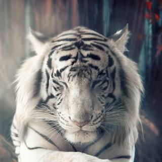 White Bengal tigers wallpaper