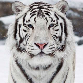 White Bengal tigers wallpaper