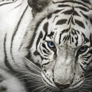 White Bengal tigers wallpaper