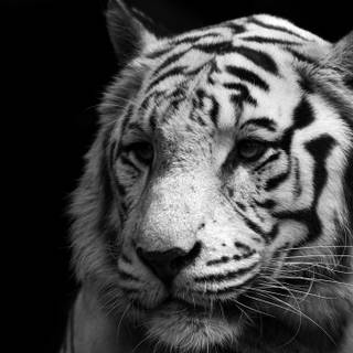 White Bengal tigers wallpaper