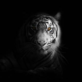 White Bengal tigers wallpaper