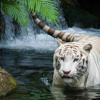 White Bengal tigers wallpaper