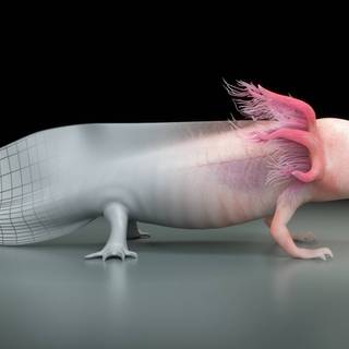 Pink axolotl wallpaper