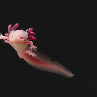 Pink axolotl wallpaper