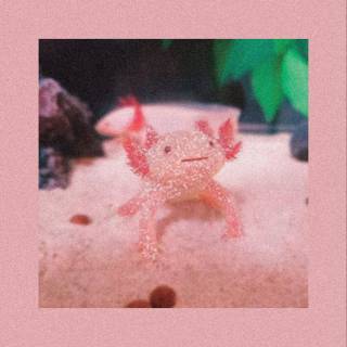 Pink axolotl wallpaper