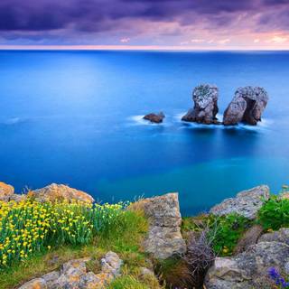 Coastal wildflowers wallpaper