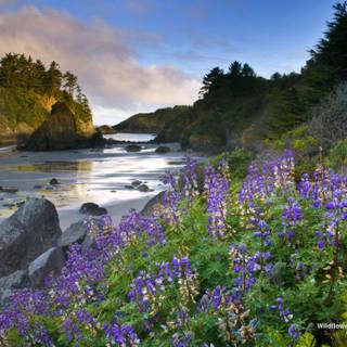 Coastal wildflowers wallpaper