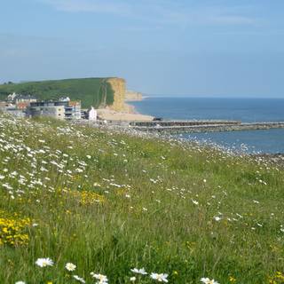 Coastal wildflowers wallpaper