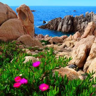 Coastal wildflowers wallpaper