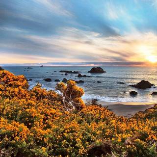 Coastal wildflowers wallpaper