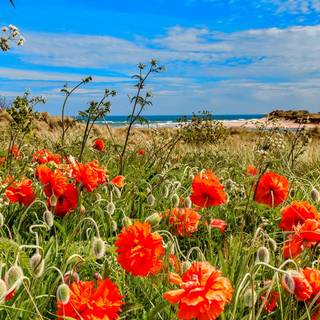 Coastal wildflowers wallpaper